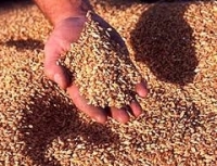 Пшениця стає головною експортною культурою України