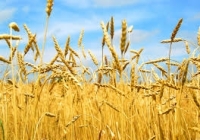 Через 5 років пшениця повертається в лідери українського зернового експорту