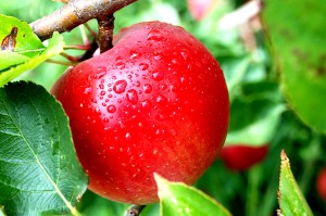 Українське органічне яблуко в 10 разів дешевше японського аналога
