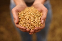 60 млн тонн зерна намолочено в Україні