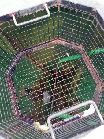 Пропашна сівалка Great Plains YP 4025F – 1670 foto 35